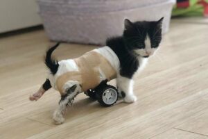 Kitten Who Can't Use His Back Legs, Gets New Set of Wheels and Can't Stop Running