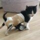 Kitten Who Can't Use His Back Legs, Gets New Set of Wheels and Can't Stop Running