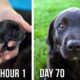 Lab Puppies Growing from 1 Hour to 70 Days - A Documentary