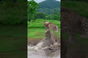 Leopard encounters crocodile and attacks wild animals at close range. Animal fighting power competi