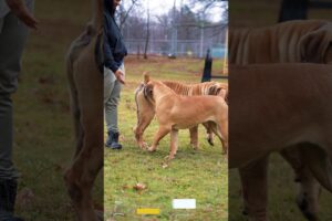 Letting your Boerboels explore, socialize, and roam free is awesome for their growth #boerboels