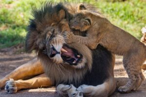 Lion Cubs Meet Dad for the First Time