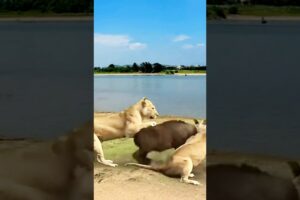 Lion Fight Buffalo Baby | Lion Attack Buffalo New Born Baby