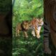 Lion Vs All | #lion #tiger #animals #viral #shorts