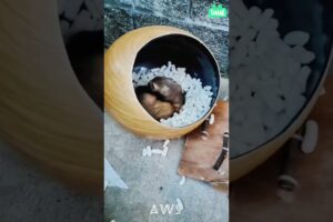 Little Cute Animals Playing In The Box #shorts #animals #enjoy #chill #cute
