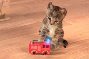 Little Kitten My Favorite Cat Play Fun Pet Care Game for Children