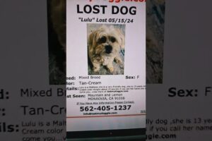 Lost Dog Lulu - Help Find Her In Monrovia Ca! Last Seen 5/15 #lulu #lostdog #monroviaCA #subscribe