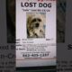 Lost Dog Lulu - Help Find Her In Monrovia Ca! Last Seen 5/15 #lulu #lostdog #monroviaCA #subscribe