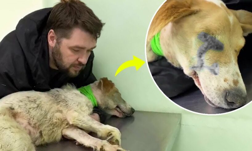 Loyal dog was depressed and wanted to give up after her owner gave her bullets
