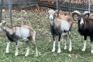 MOUFLON SHEEP | Parents playing with their lamb |#mouflon #sheep #lamb #animals #sheeps #wildanimals