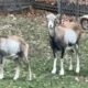 MOUFLON SHEEP | Parents playing with their lamb |#mouflon #sheep #lamb #animals #sheeps #wildanimals