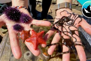 Make a Tide Pool Aquarium for #CampYouTube! #WithMe