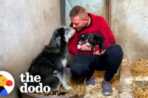 Mama Dog Runs To Rescuer To Ask Him To Help Her Puppies | The Dodo