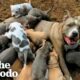 Mama Pitties Are The Best Moms | The Dodo