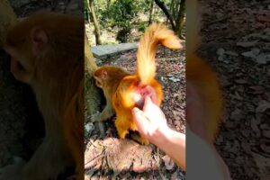 Man playing with monkey 🐵 #shorts #youtubeshorts #animallover #animals