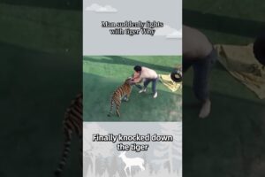 Man suddenly fights with tigerWhy?