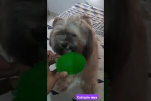 #Max🐕#mood#playing#cute dog#dog lovers#sweet look cute puppies #pet&animals🐕 #