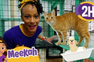 Meekah Visits an Animal Shelter | Educational Videos for Kids | Blippi and Meekah Kids TV