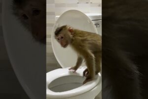 Monkey LyLy acts like a good child #shorts #monkey #youtubeshorts #animals #petmonkey #viral