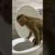 Monkey LyLy acts like a good child #shorts #monkey #youtubeshorts #animals #petmonkey #viral