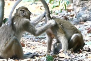 Monkey animals | Funny monkeys | Funny fail monkey | Monkey playing funny | Monkey baby cry