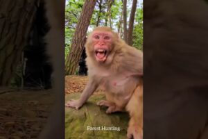 Monkey funny moments 😂 part 06 #shorts #ytshorts #animals #monkey