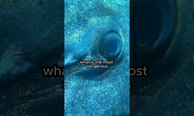 Most dangerous animal in the world