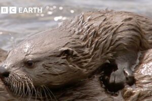 Mother Otter Gives Pups First Hunting Lesson | Yellowstone | BBC Earth