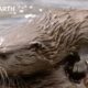 Mother Otter Gives Pups First Hunting Lesson | Yellowstone | BBC Earth