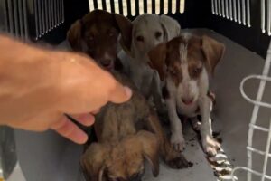 Mother and her 4 puppies are safe in the shelter ❤️ - Takis Shelter