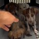 Mother and her 4 puppies are safe in the shelter ❤️ - Takis Shelter