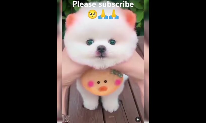 Mr pk 53.  cute puppies