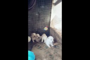 My Dog's First Litter - Our Cute Puppies (Indian Spitz)
