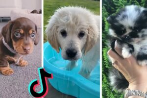 Nothing Cuter Than Cute Little Puppies ~ Funny Dogs of TIKTOK Compilation ~ The Dog Squad
