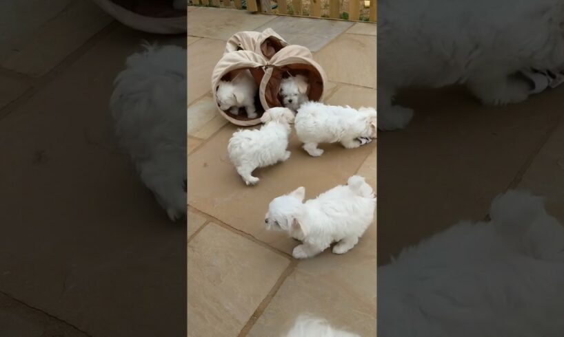👀Oh Boy! Welcome To The Land of Cute PUPPIES🤯#puppies #dogs #puppyvideos #cuteviral #shorts #viral