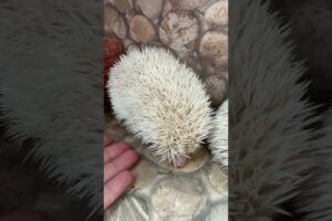 Oh my gosh you want play #mommybaby #hedgehoglover #animals #hedgehog #cute