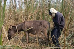 Oh no the boy are playing with the Donkey #animals