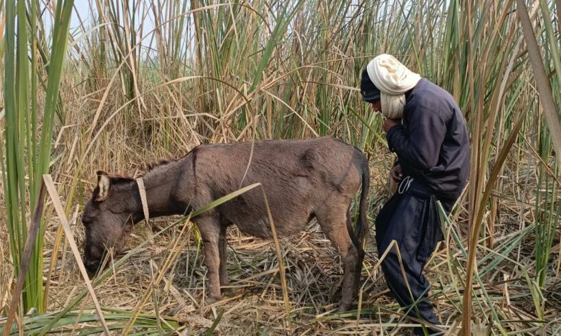 Oh no the boy are playing with the Donkey #animals