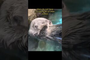 Otters Have to Clean Their Fur #shorts #animals #pets
