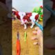 POTONG SAPI 🐄😭#shorts#trending  #youtubeshorts #animals #sapi #cow