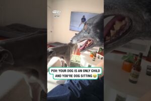 POV Your dogs an only child and you're dog sitting 🤣 (🎥: TT/ grumpyspicee)
