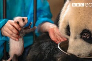 Panda Doesn't Realise She's Had Twins! | BBC Earth