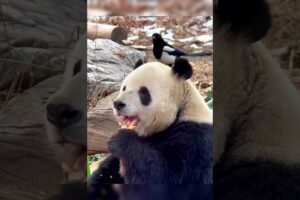 Panda and birds #panda #and #birds #playing #happy #cute #funny #animals #fypシ #fypyoutube #viral