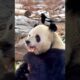 Panda and birds #panda #and #birds #playing #happy #cute #funny #animals #fypシ #fypyoutube #viral
