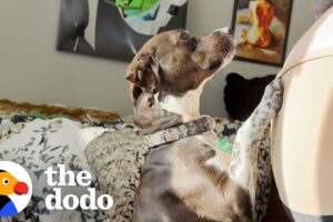 Pittie Wags Her Tail The Moment She Sees Ultrasound Of Her New Sister | The Dodo