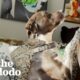 Pittie Wags Her Tail The Moment She Sees Ultrasound Of Her New Sister | The Dodo