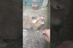 Play Rabbit video short #viralshort #trending #shortvideo #animals