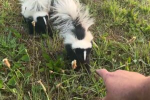 Playing with baby Skunks   !!! #skunks #animals