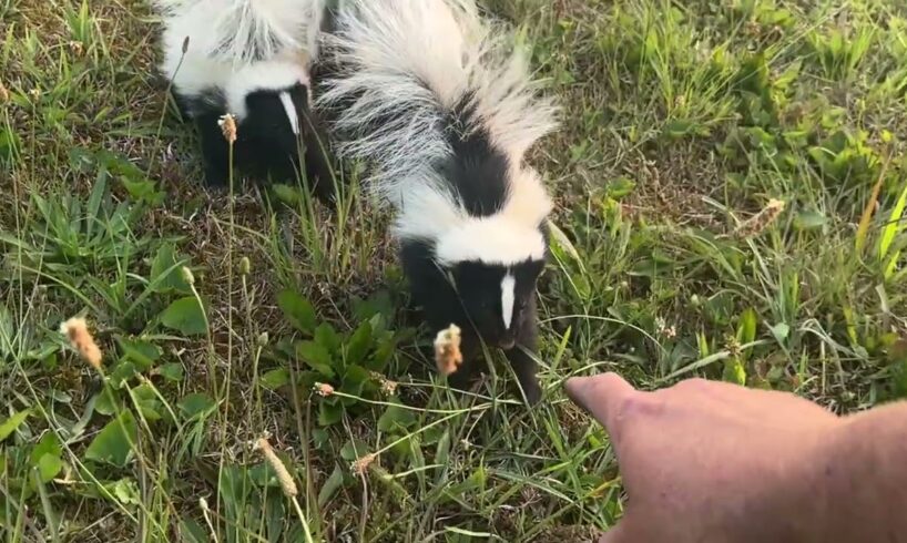 Playing with baby Skunks   !!! #skunks #animals