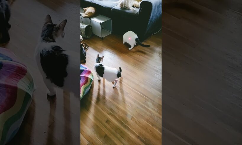 Playing with the laser pointer. #cat #cats4life #pets #animals #catlover #playful